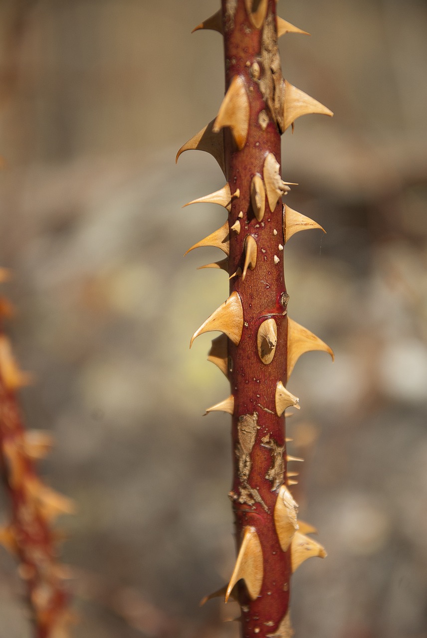 Image - thorns rosebush quills defence