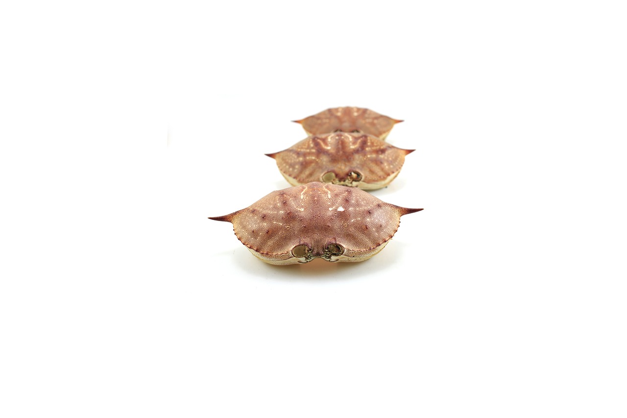 Image - crabs shells beach sea sand