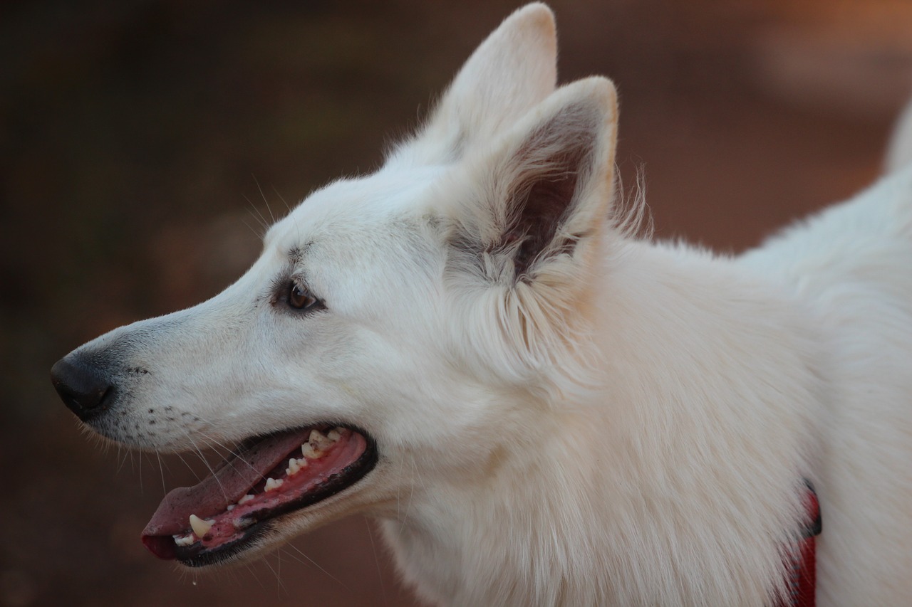 Image - white shepherd dog animal portrait