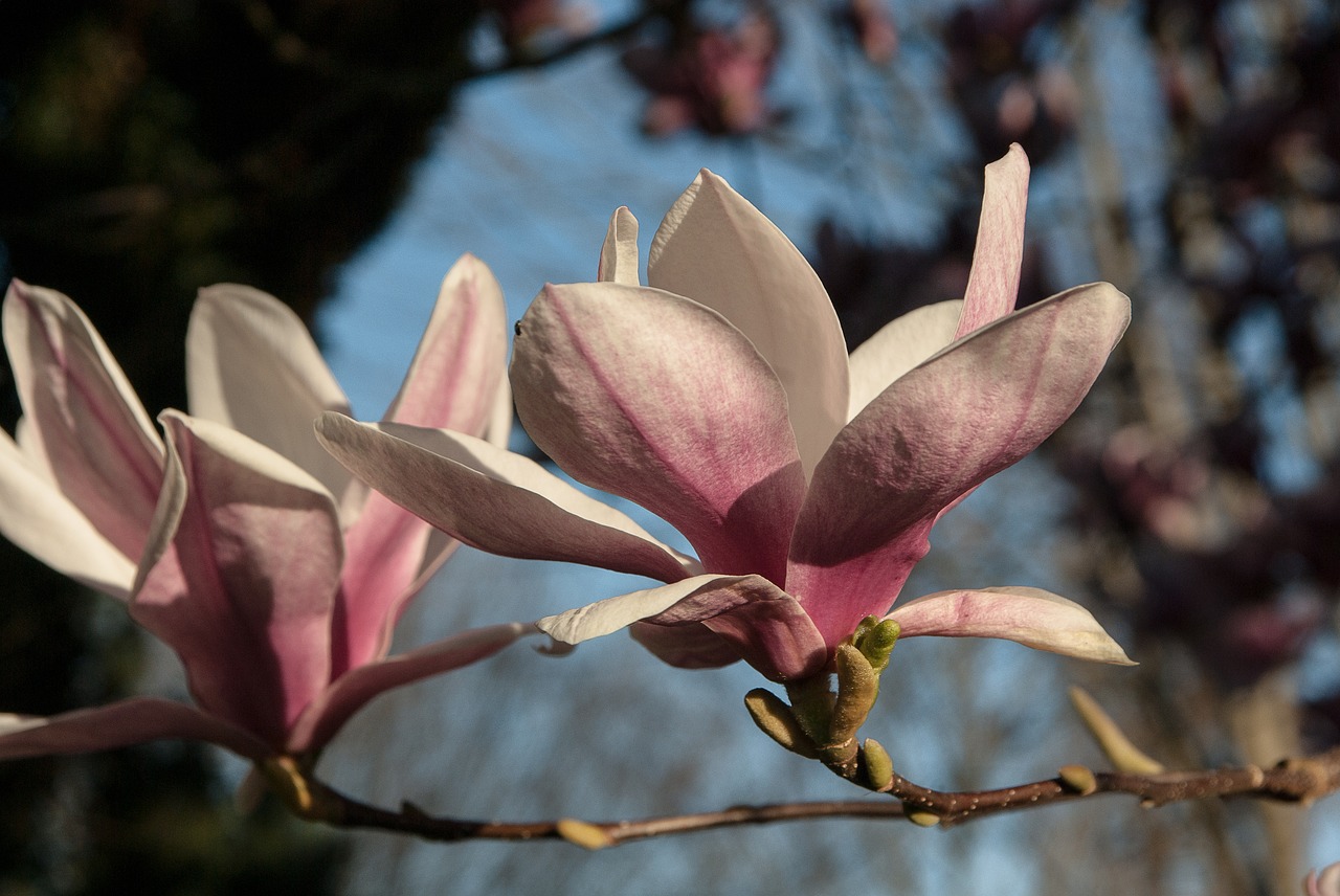 Image - flower magnolia purple flowers