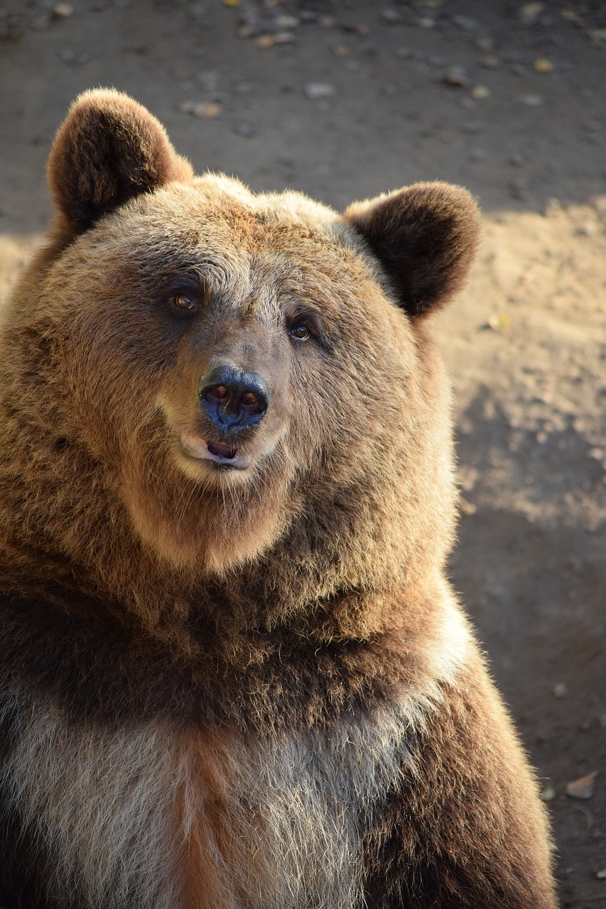 Image - bear brown bear animal ursus teddy