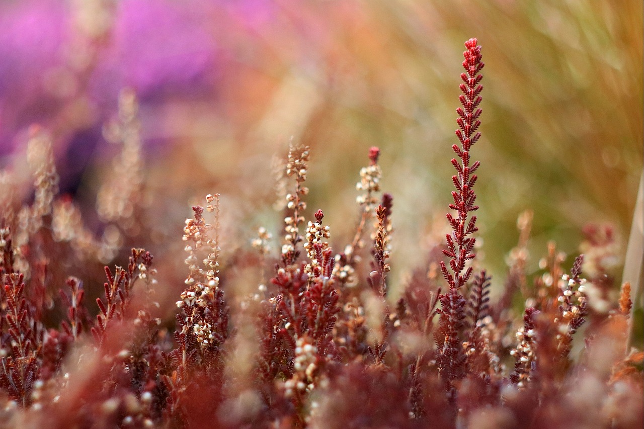 Image - heather blur plant spring colors