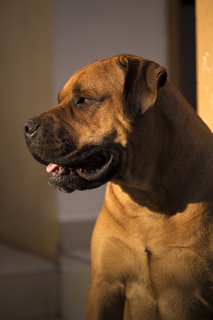 Image - african boerboel bull mastiff africa