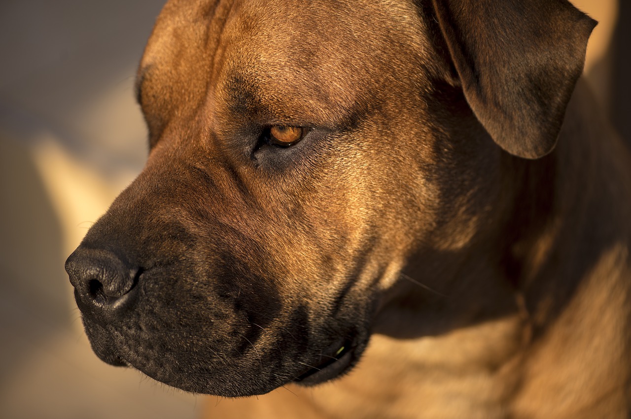 Image - african boerboel bull mastiff africa