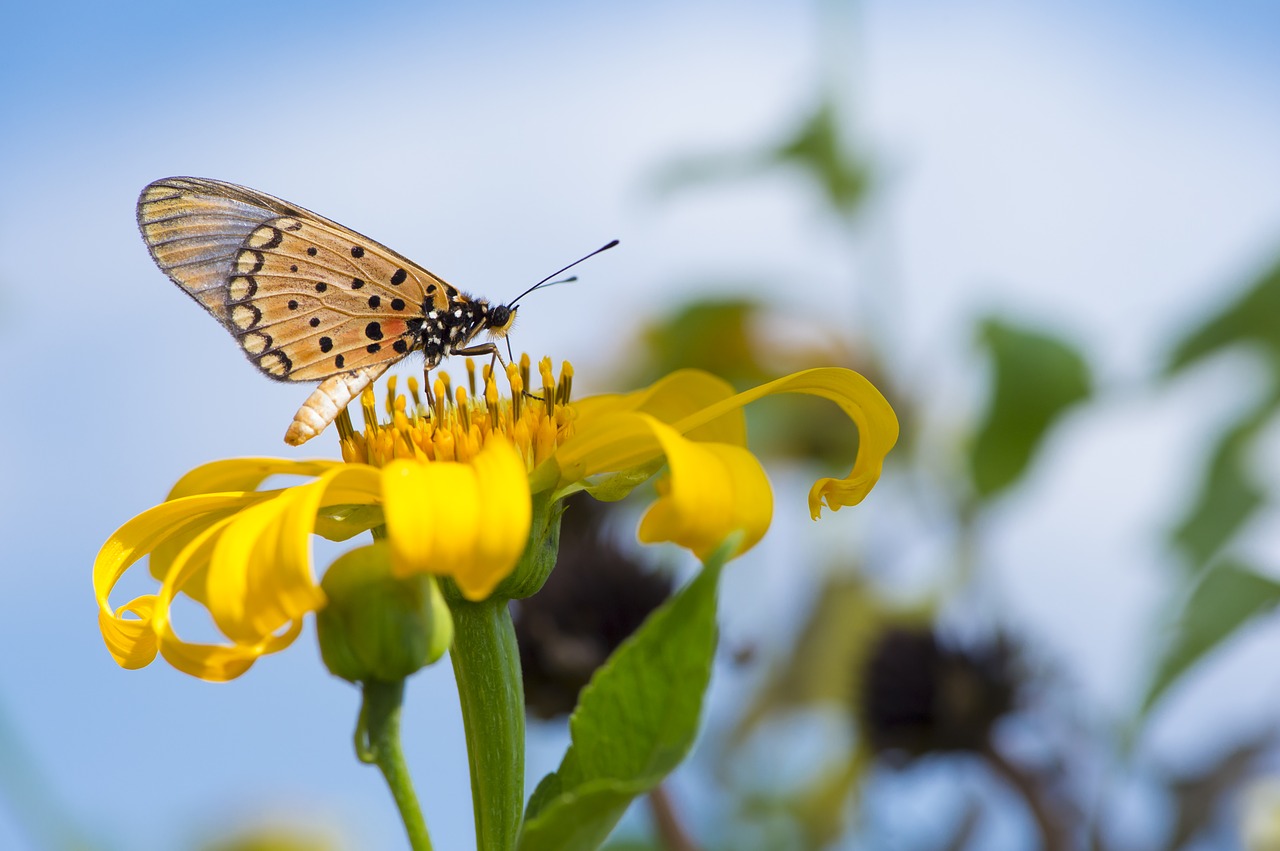 Image - macro africa butterfly yellow bush