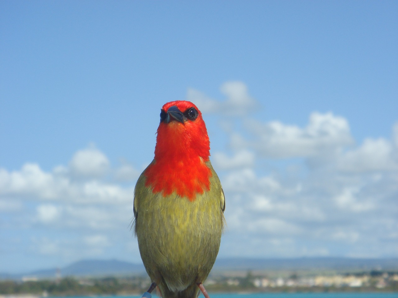Image - bird mauritius nature animal