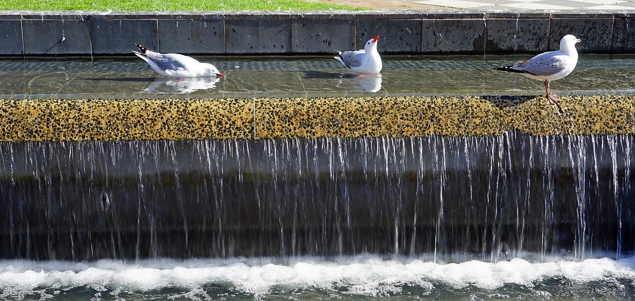 Image - fountain gulls water waterfall