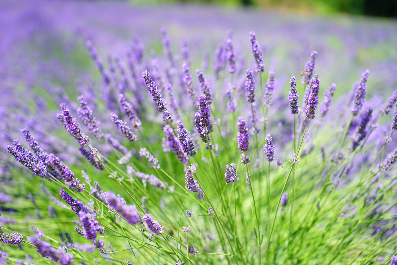 Image - lavender cultivation lavender field
