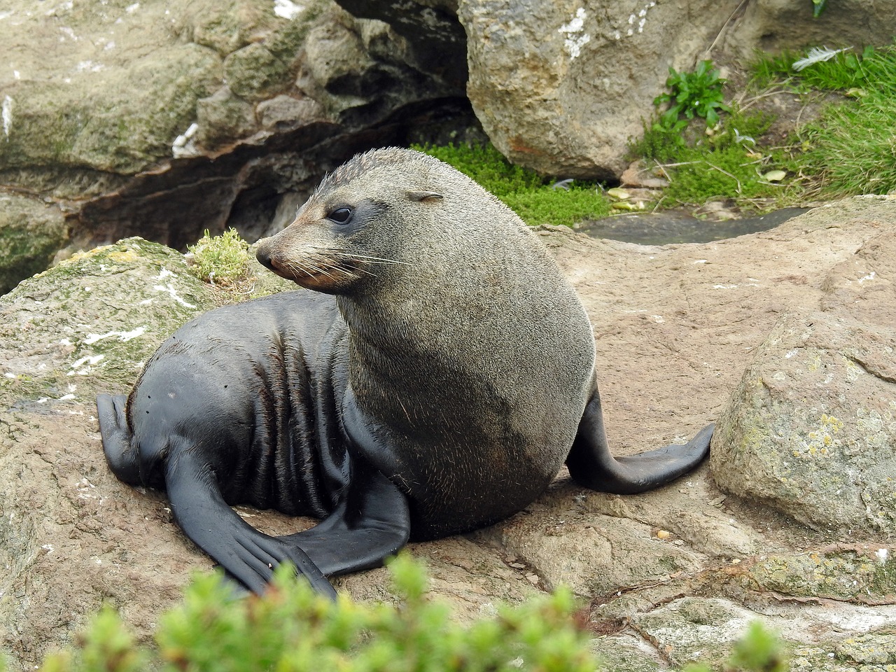 Image - sea lion young seerobbe sea seal