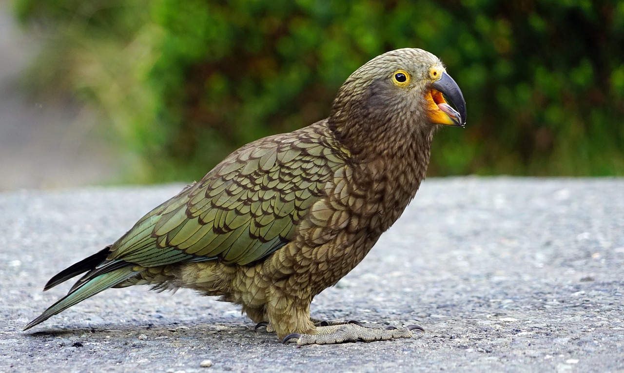 Image - kea mountain parrot cheeky
