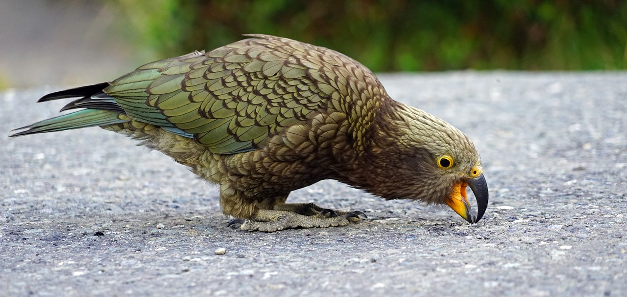 Image - kea mountain parrot new zealand