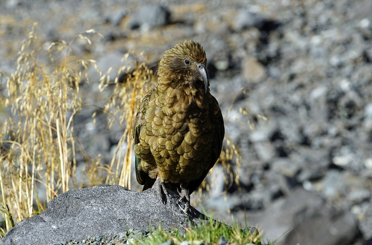 Image - kea mountain parrot new zealand