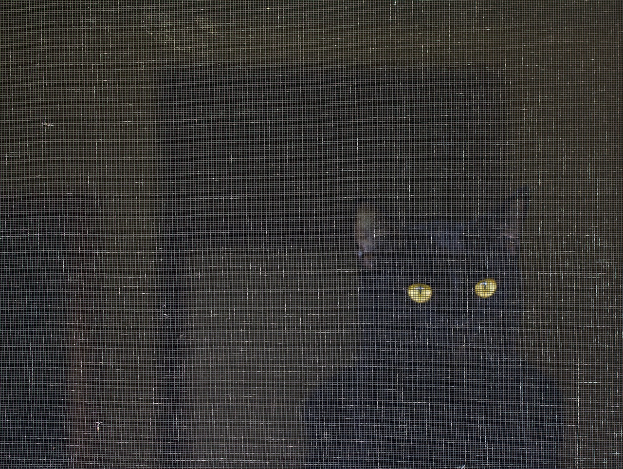 Image - cat screen eyes art gaze