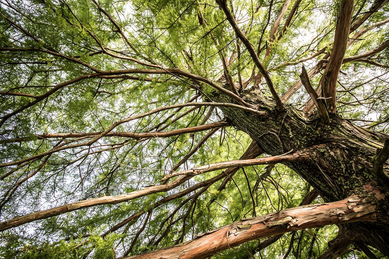 Image - pine tree below trunk green