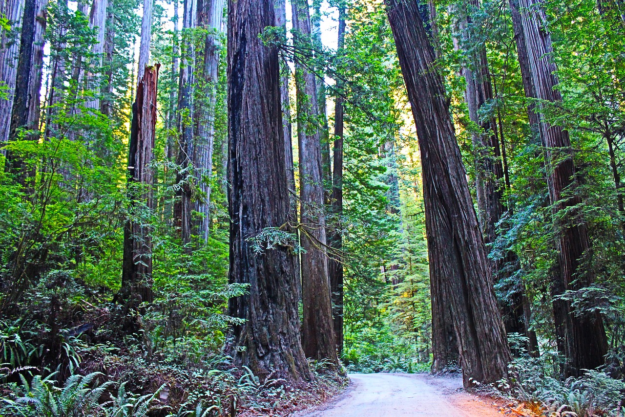 Image - redwood national park california usa