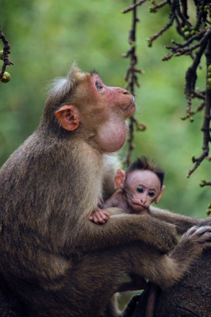 Image - monkey mother child animal nature