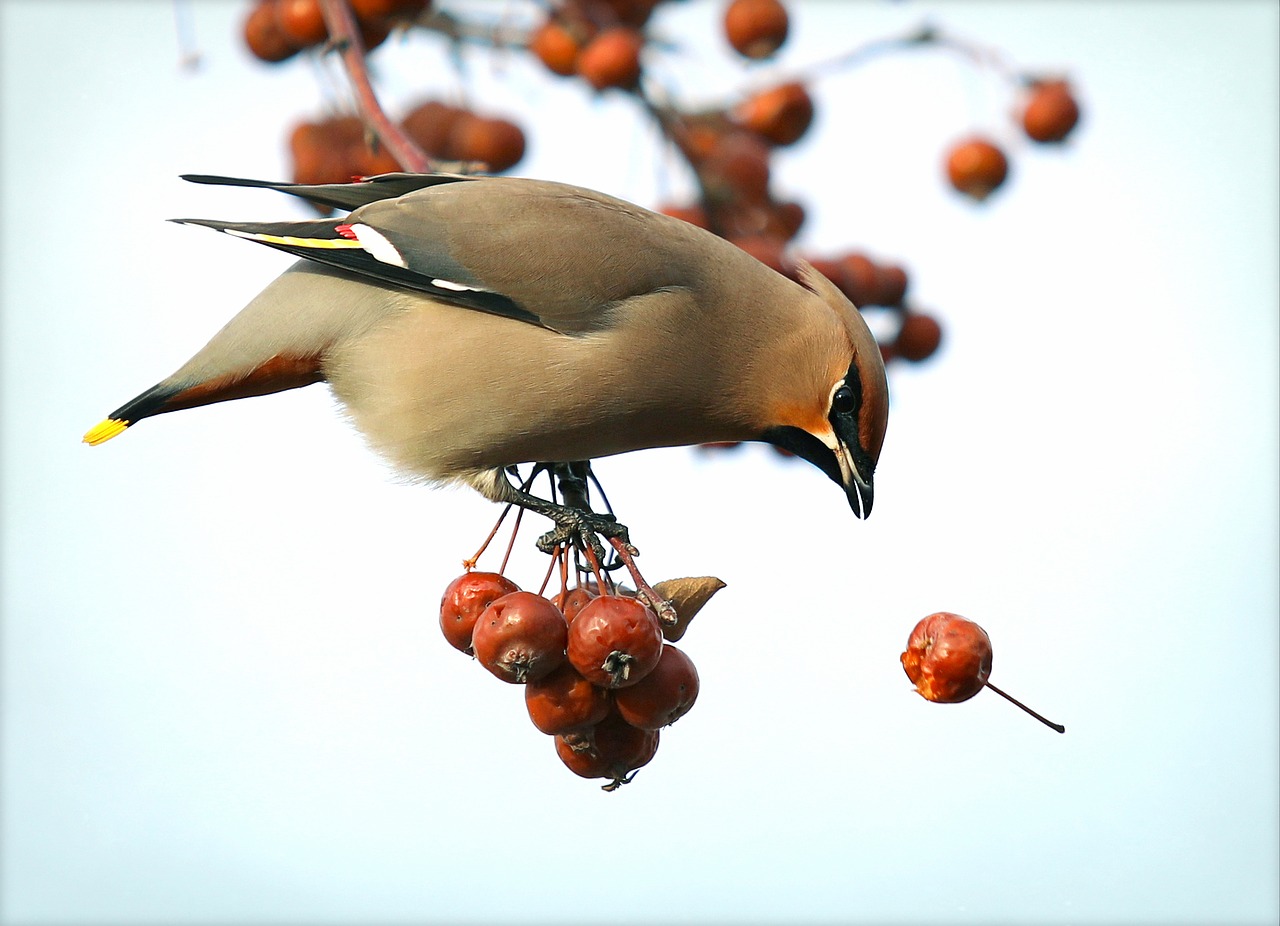 Image - bohemian waxwing hawthorn bird