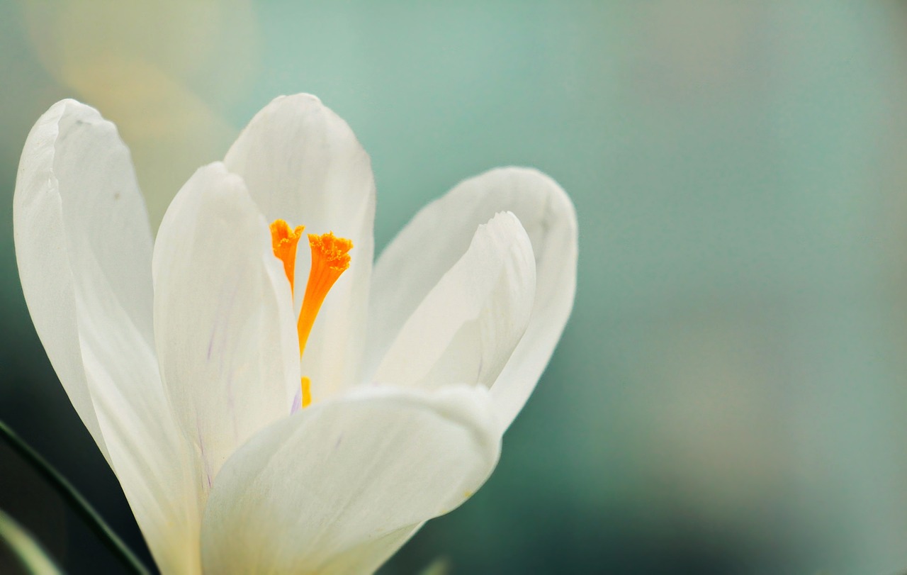 Image - crocus flower spring spring flower