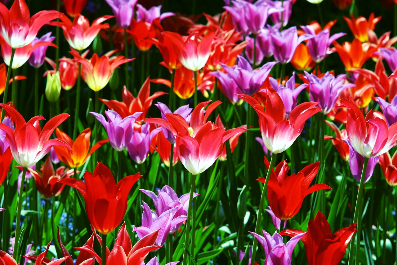 Image - triumph tulips tulips red yellow