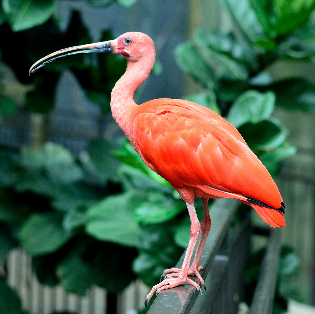 Image - scarlet ibis bird fly wings