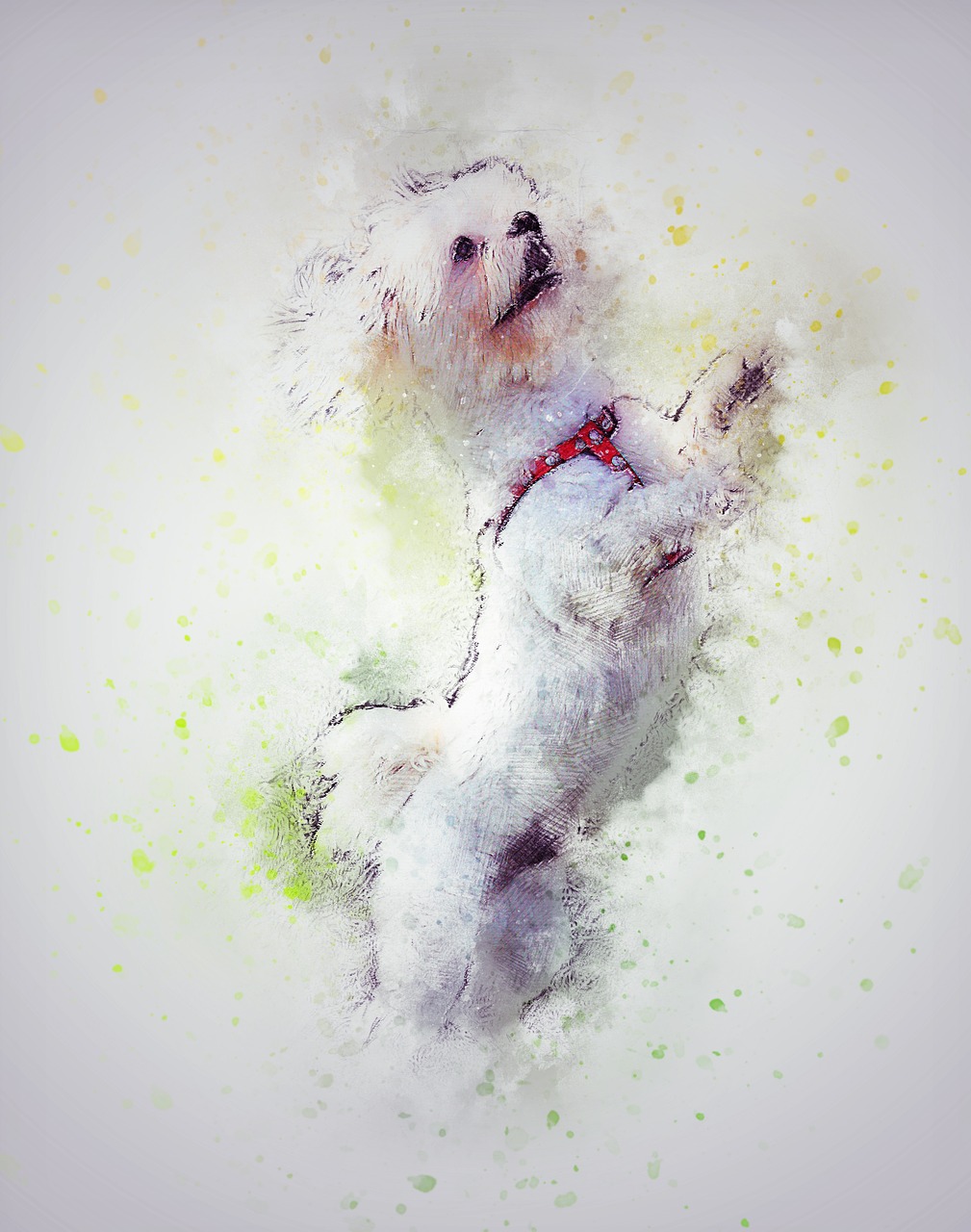 Image - dog pet white art abstract