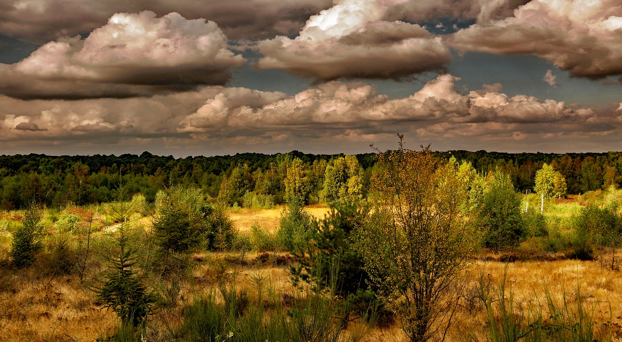 Image - heide landscape nature heather