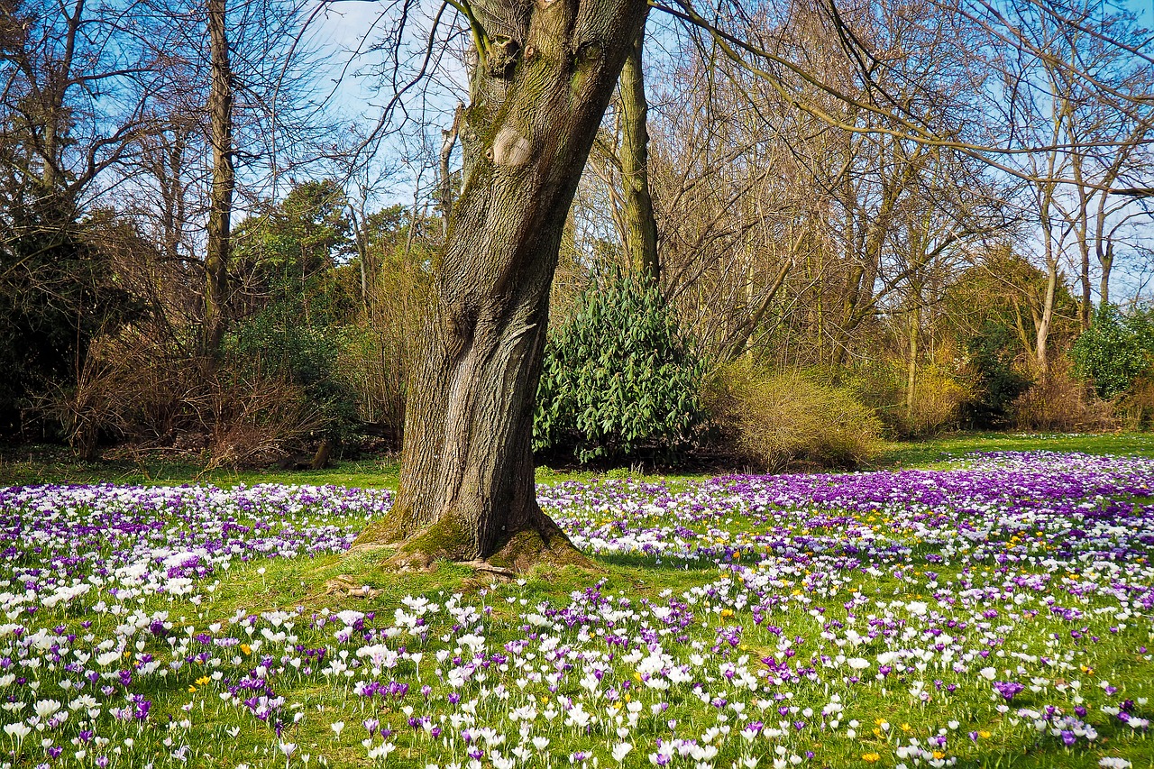 Image - landscape crocus spring nature