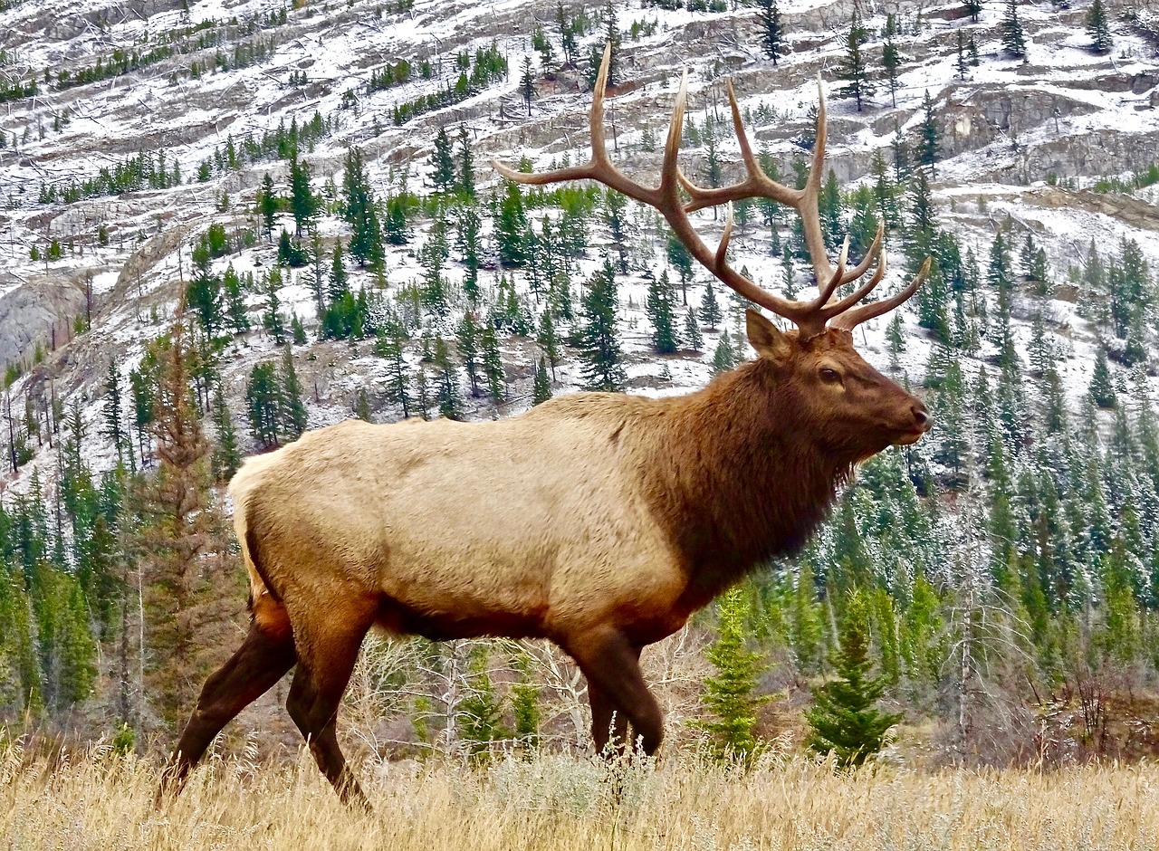 Image - elk bull male wildlife antlers