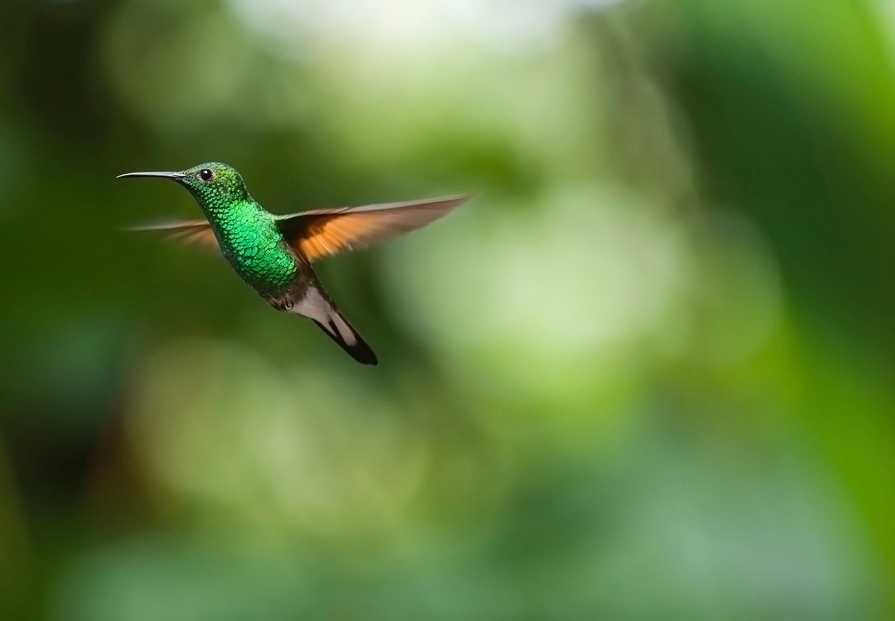 Image - hummingbird bird trochilidae fly