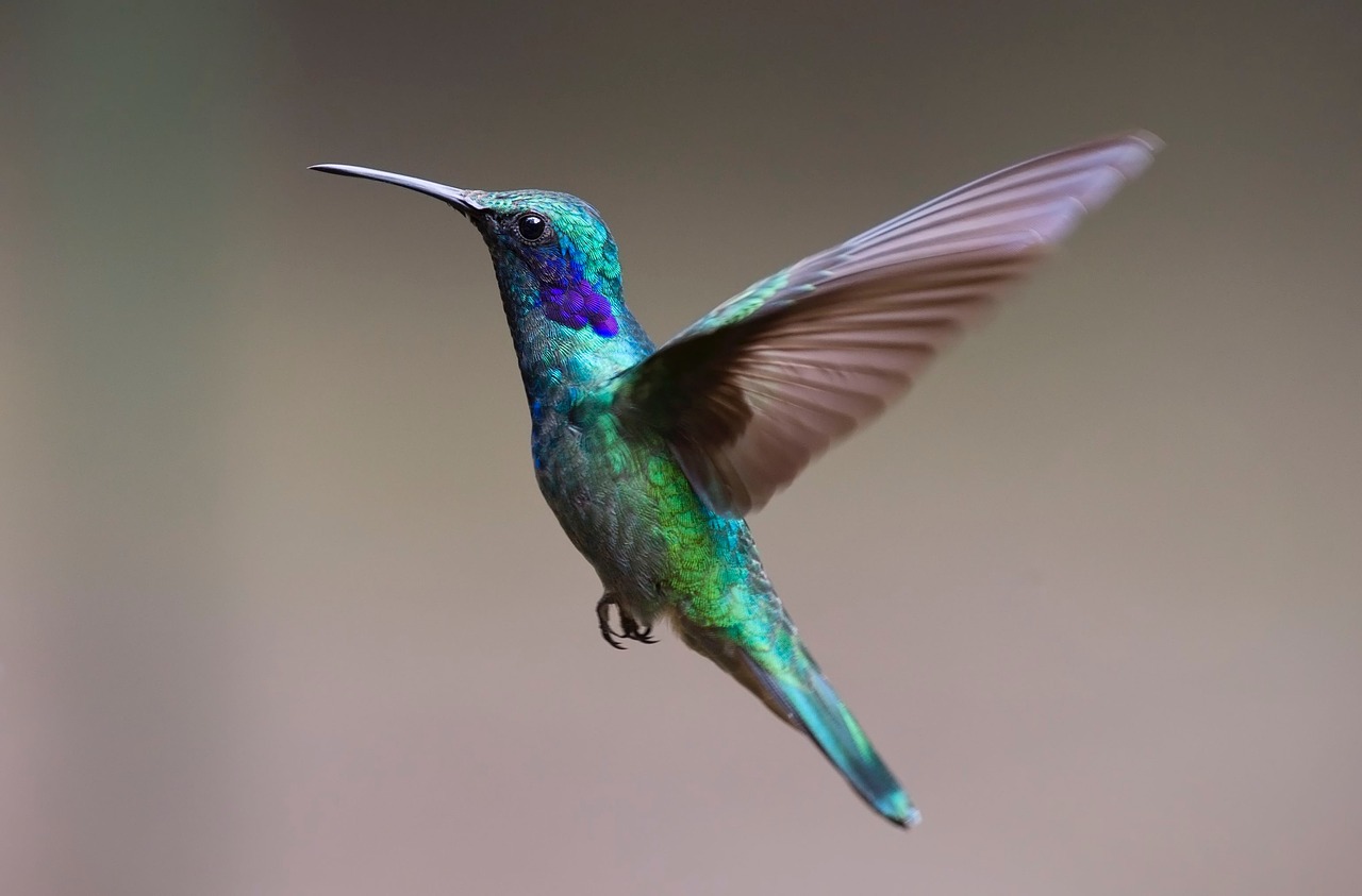 Image - hummingbird bird trochilidae fly