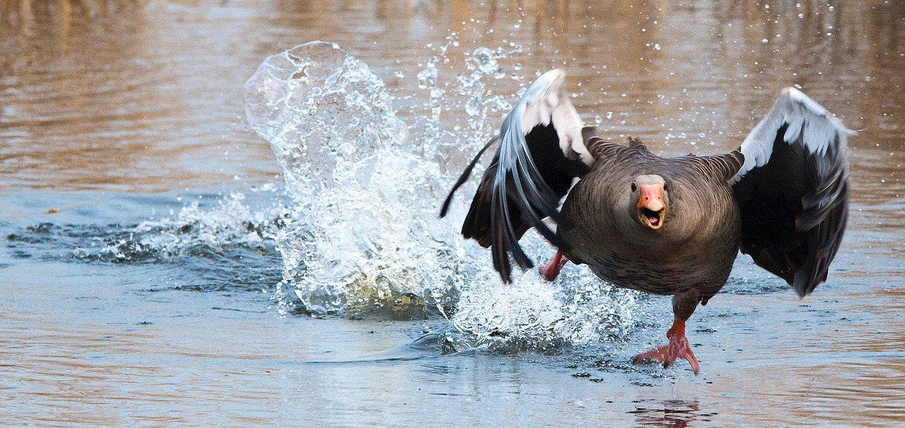 Image - greylag goose goose wa water bird