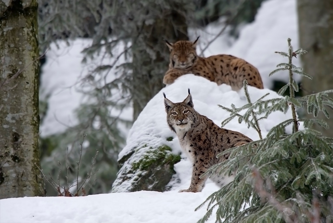Image - lynx cat