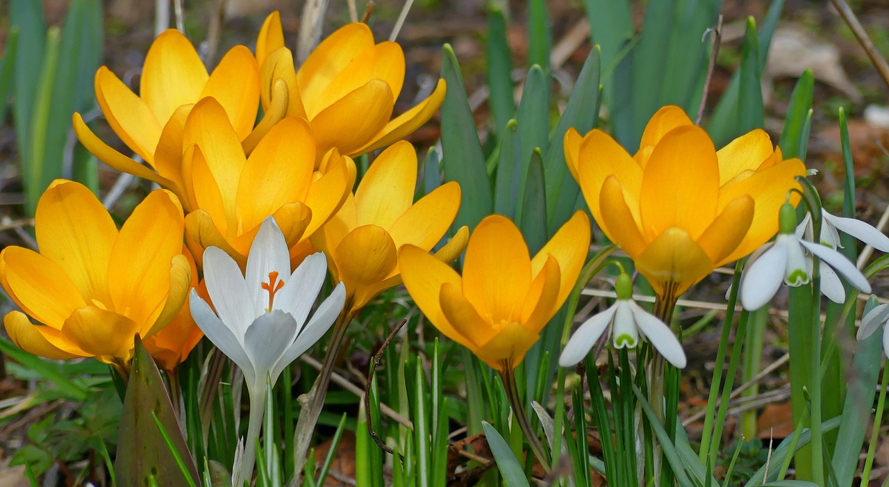 Image - crocus snowdrop spring