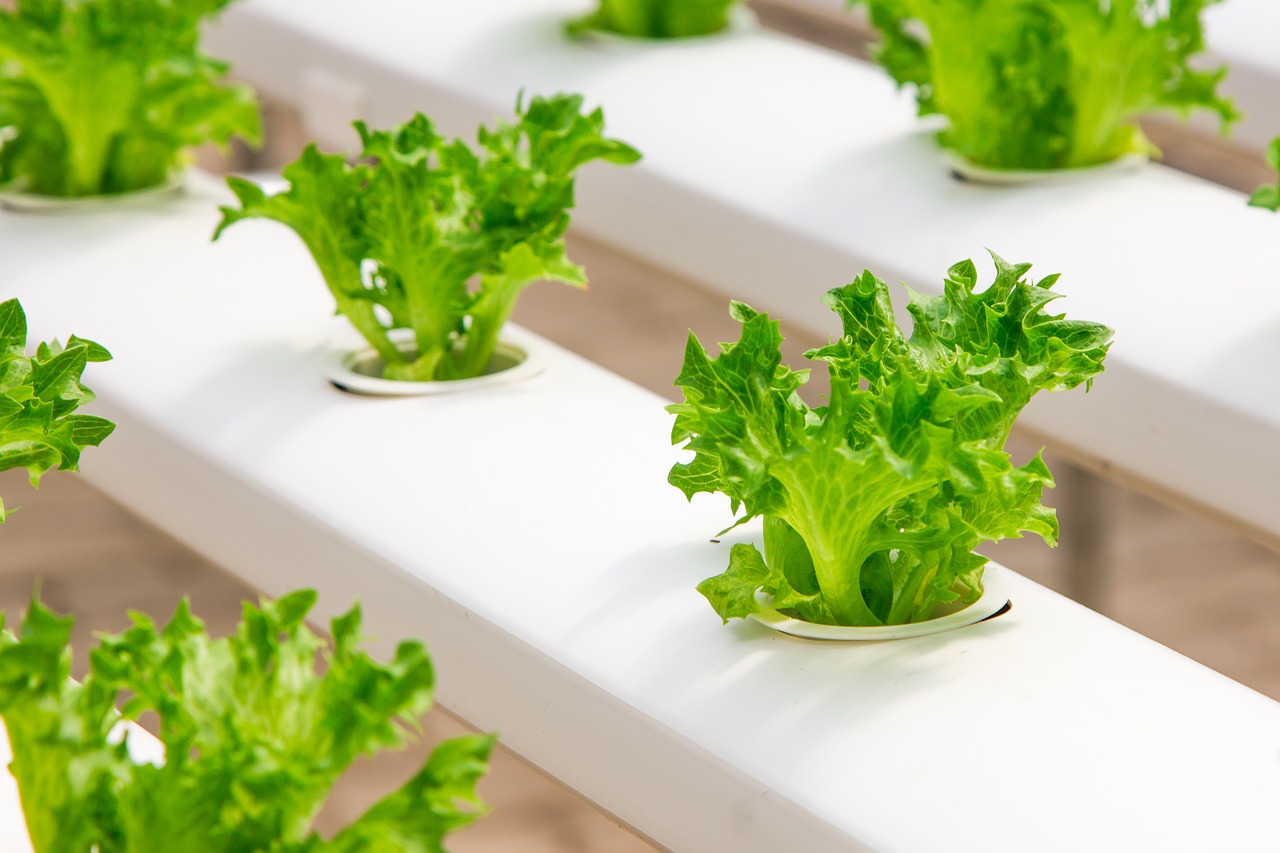 Image - greenhouse organic farming