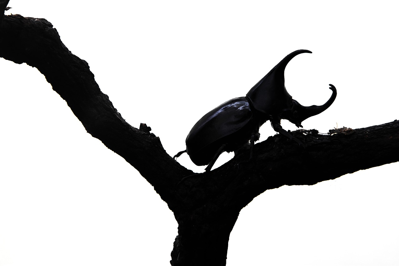Image - beetle background rhinoceros white