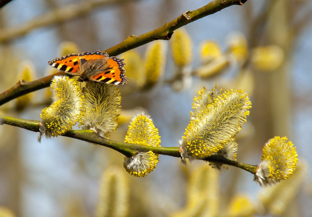 Image - butterfly pussy willow spring