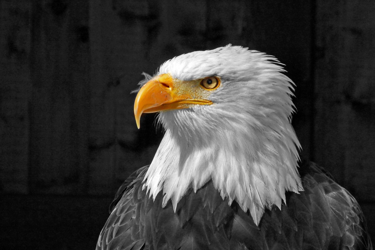Image - adler flight plumage bill raptor