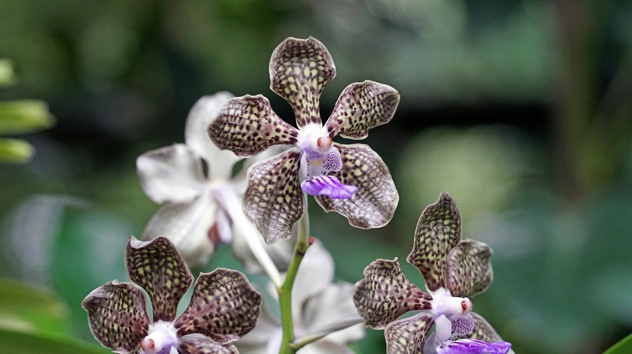 Image - orchid botanical garden singapore