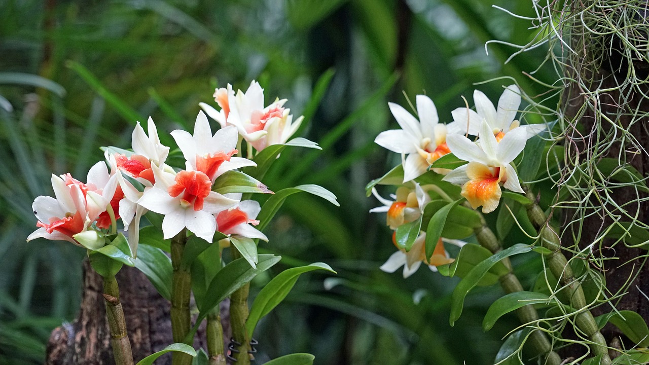 Image - orchid botanical garden singapore