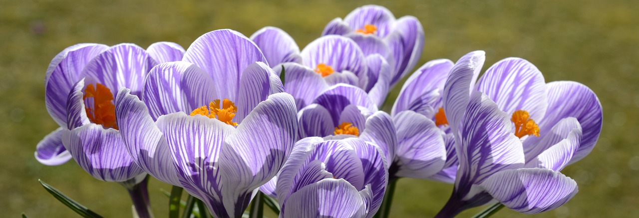 Image - crocus flower spring nature