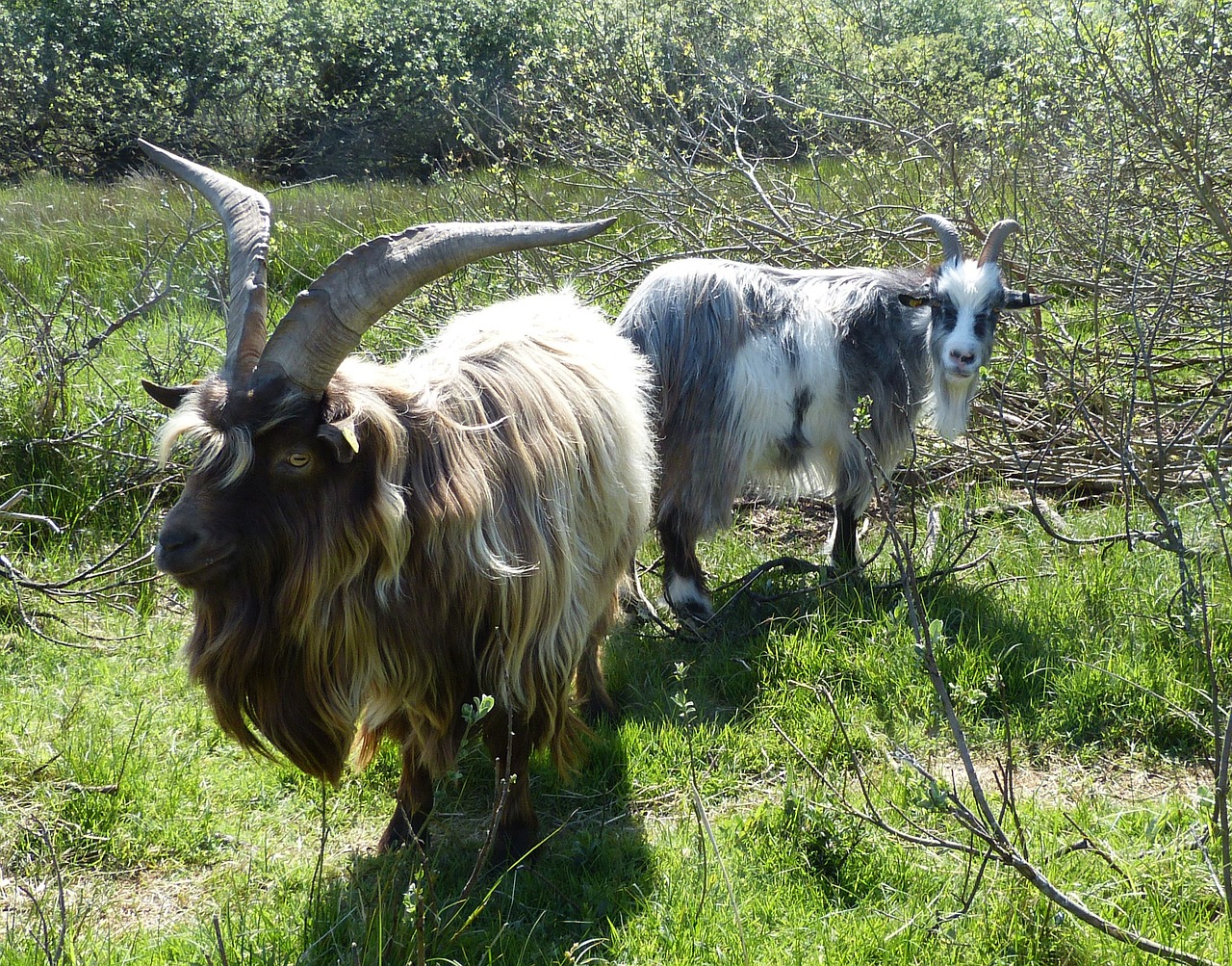 Image - goats billy goat bock borkum