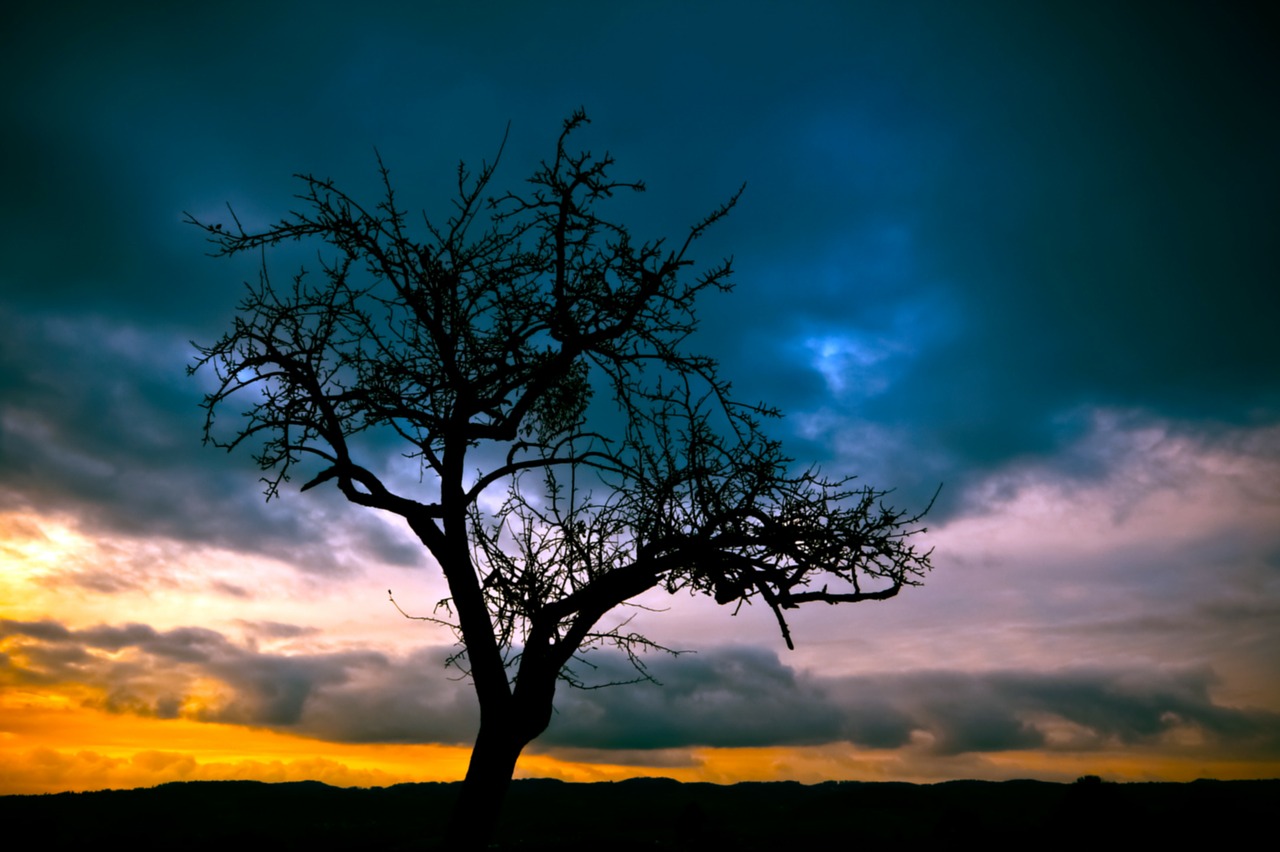 Image - tree sunset landscape nature