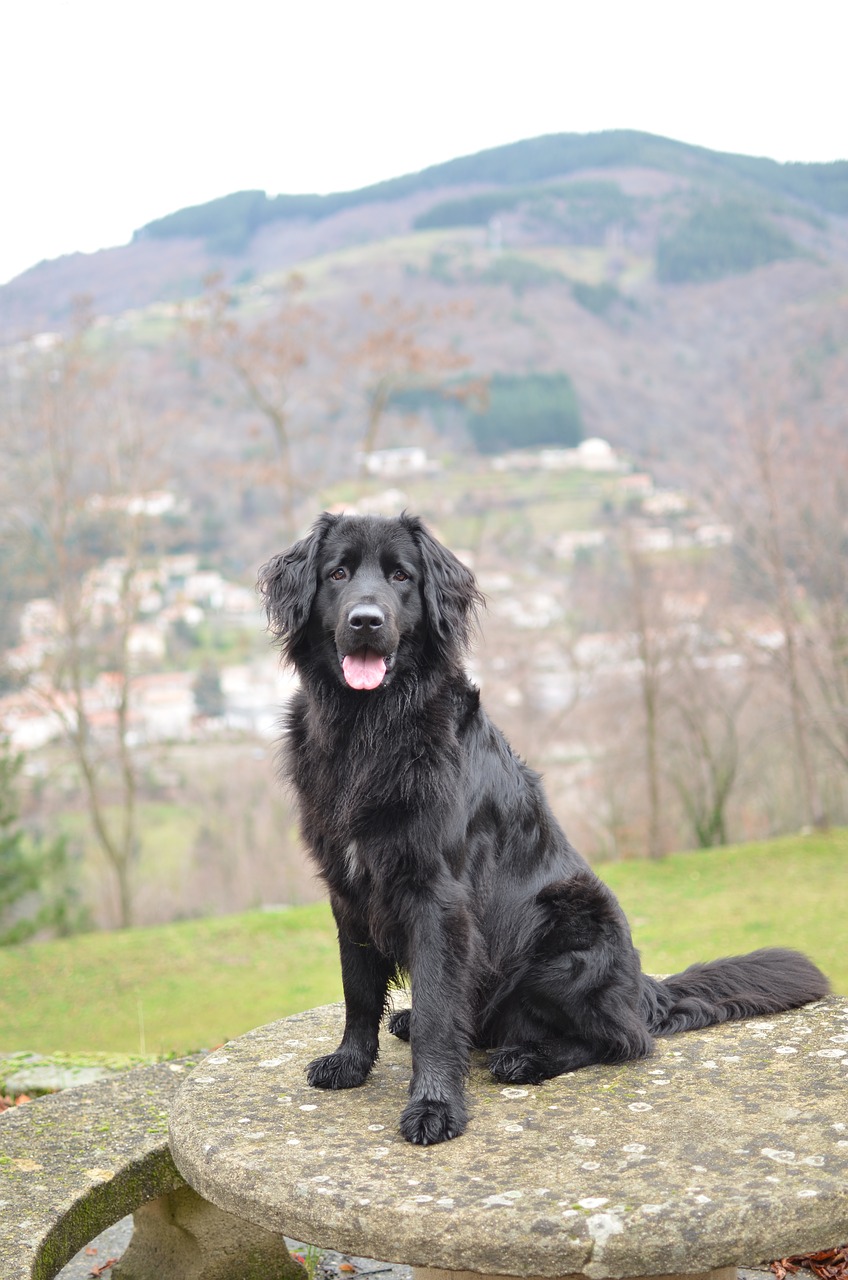 Image - dog portrait animal mountain black