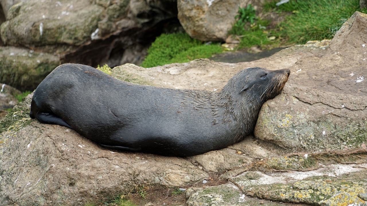 Image - seerobbe sea lion doze mammal