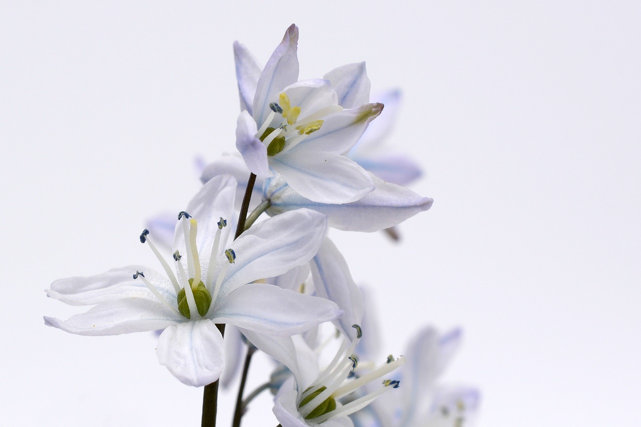 Image - blue star plant blossom bloom