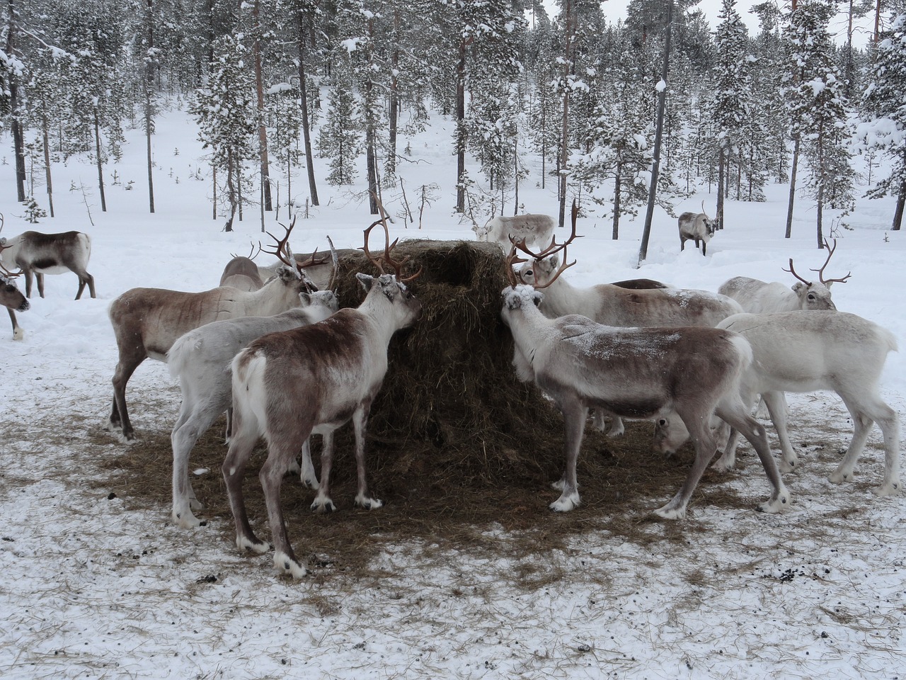 Image - lapland animal feed reindeer farm