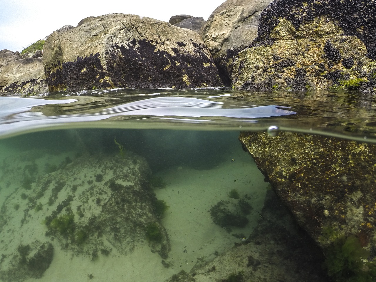 Image - diving beach mar stone nature