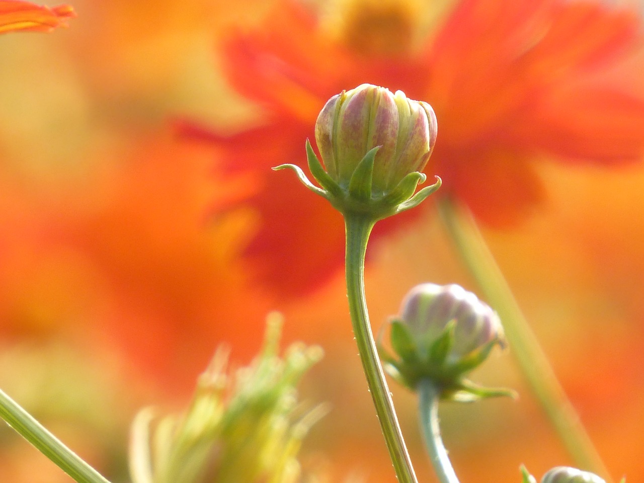 Image - flower bud hope