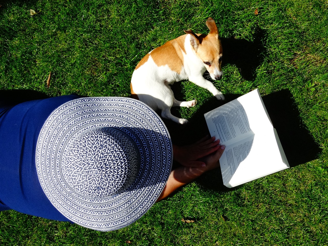 Image - hat book read pet relax grass