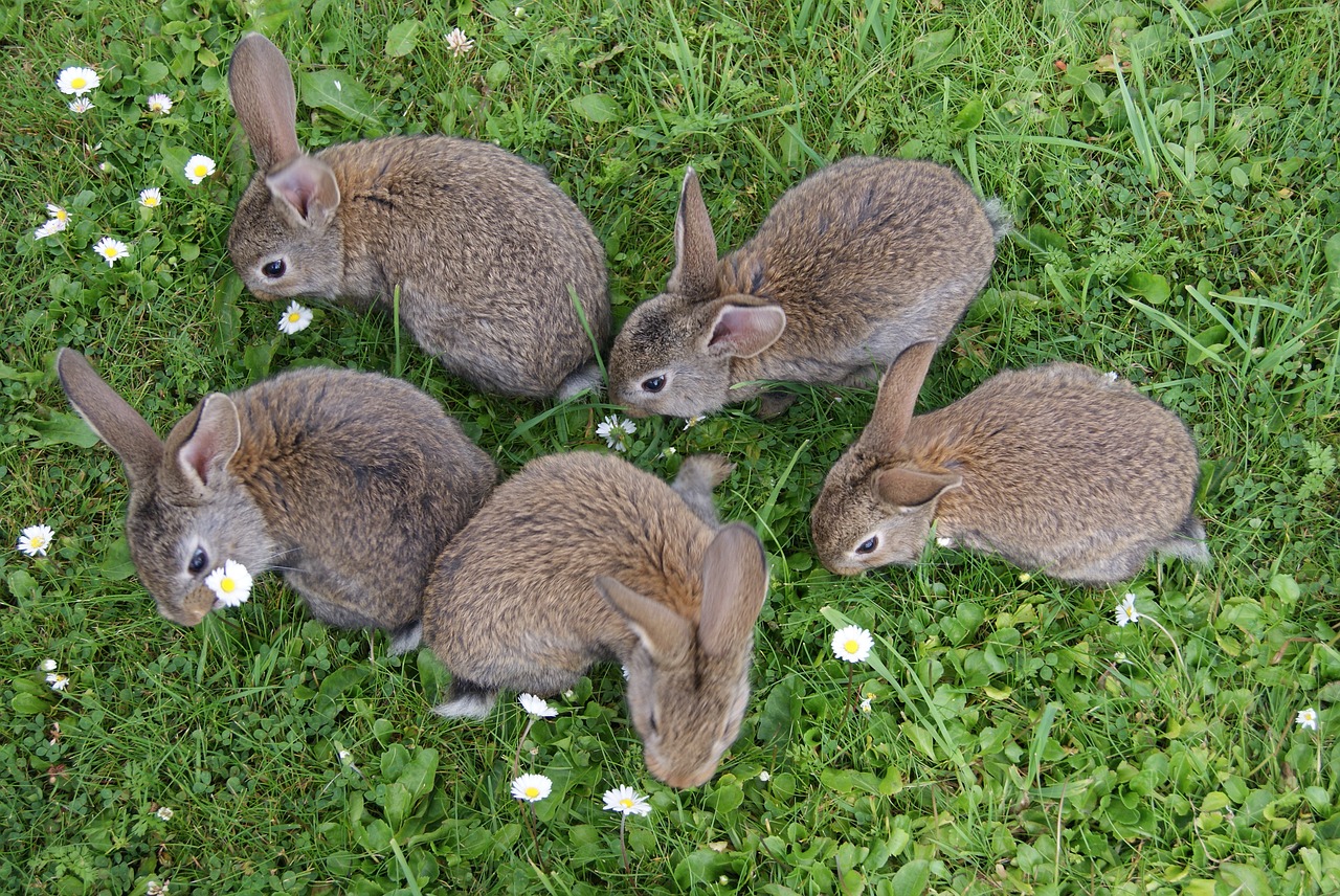 Image - rabbits grass fur